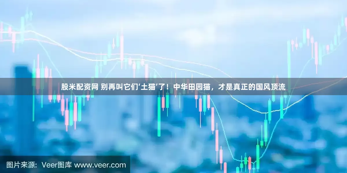 股米配资网 别再叫它们‘土猫’了！中华田园猫，才是真正的国风顶流