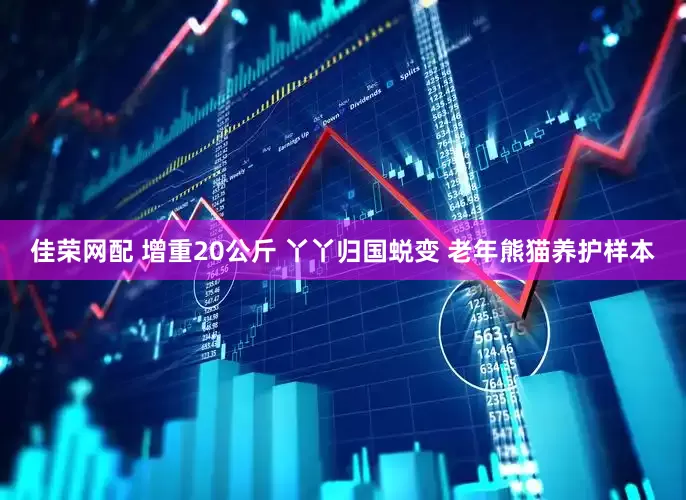 佳荣网配 增重20公斤 丫丫归国蜕变 老年熊猫养护样本