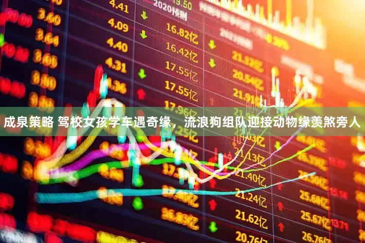 成泉策略 驾校女孩学车遇奇缘，流浪狗组队迎接动物缘羡煞旁人